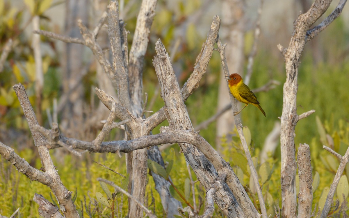 Yellow Warbler (Mangrove) - ML618872652