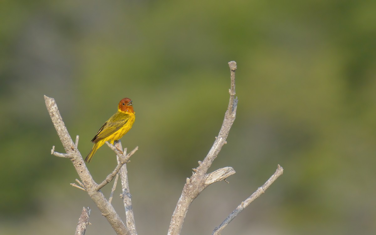 Yellow Warbler (Mangrove) - Luis Trinchan