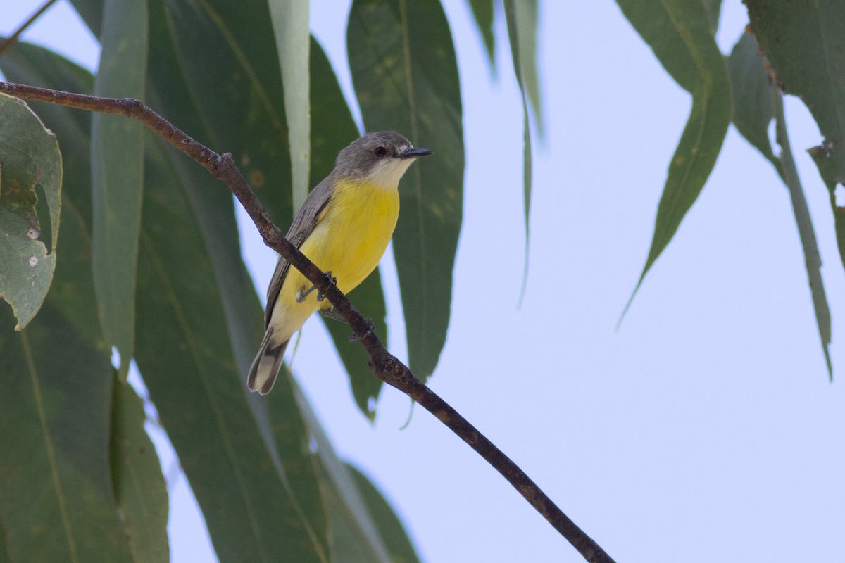 White-throated Gerygone - Max  Chalfin-Jacobs