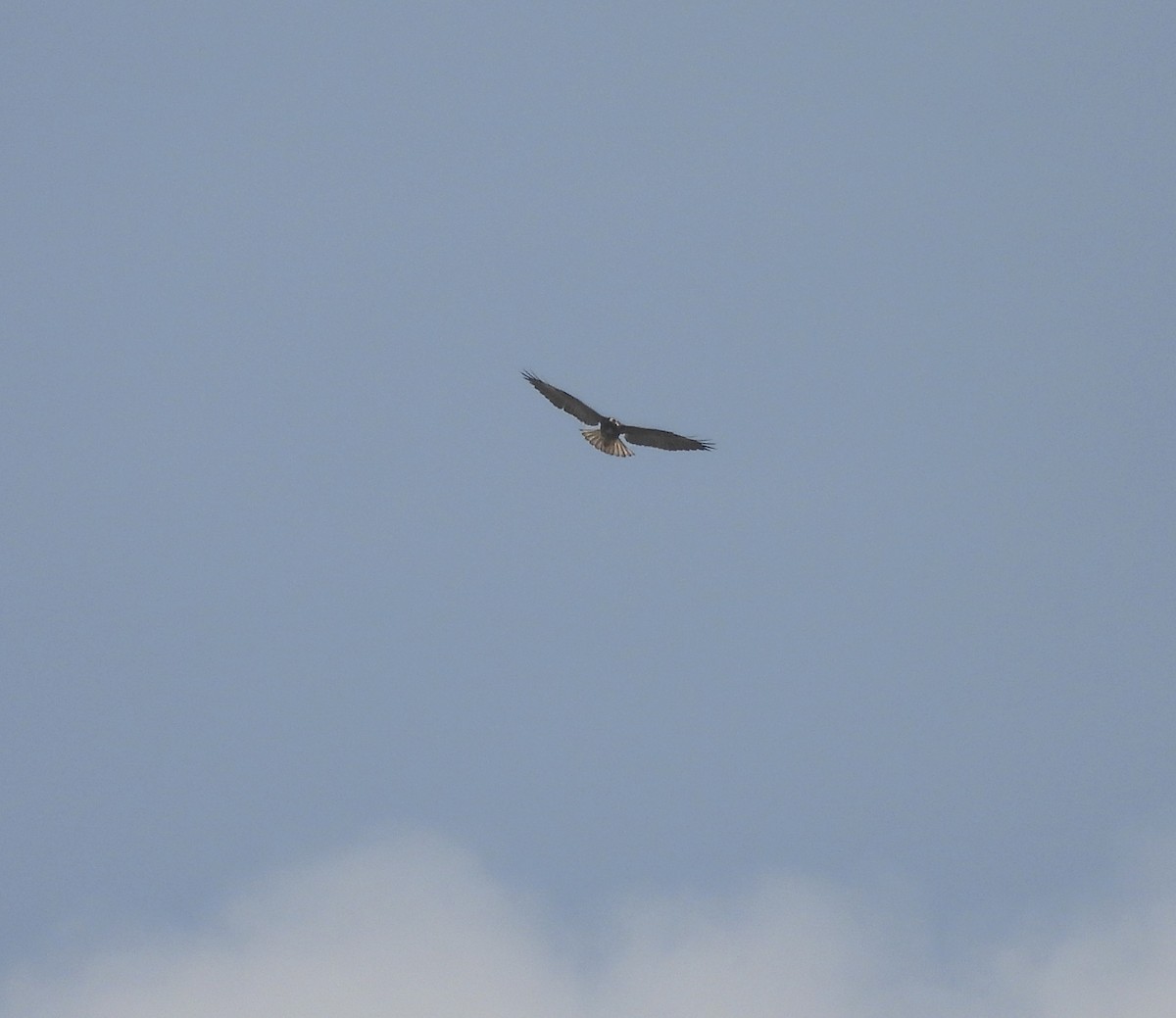 White-tailed Hawk - Sebastian Otero
