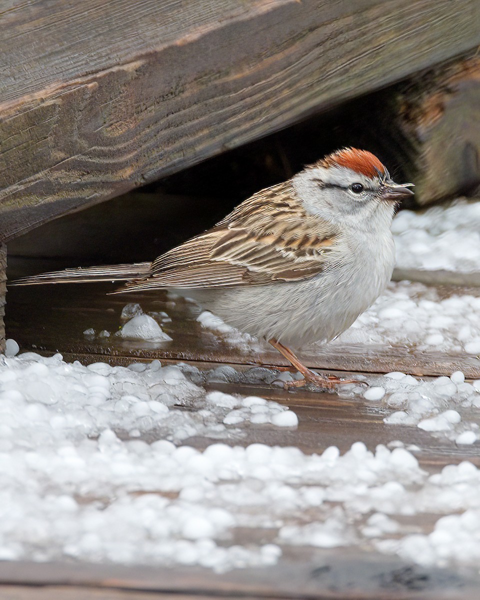 Chipping Sparrow - ML618872708