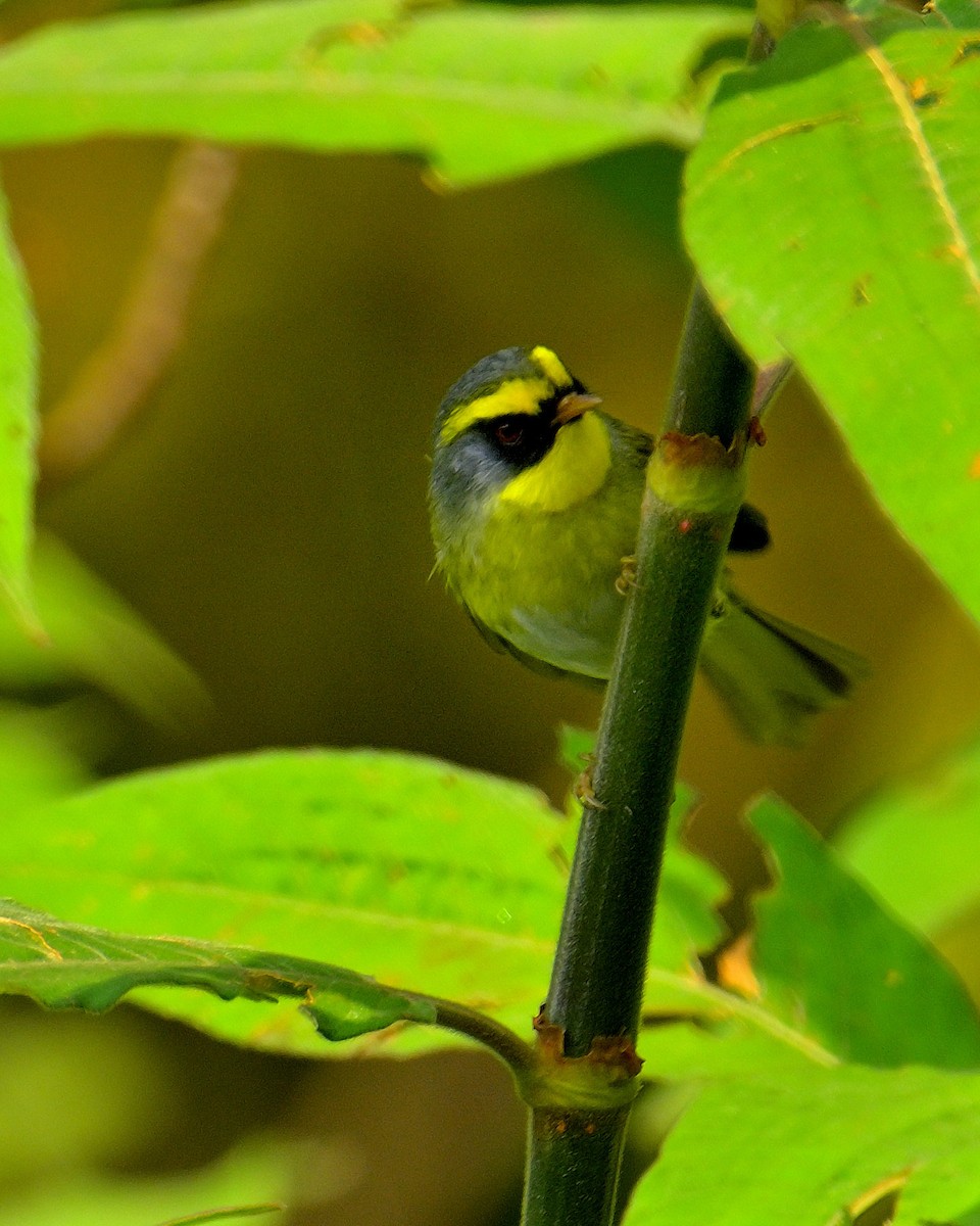 Black-faced Warbler - Rajesh Gopalan