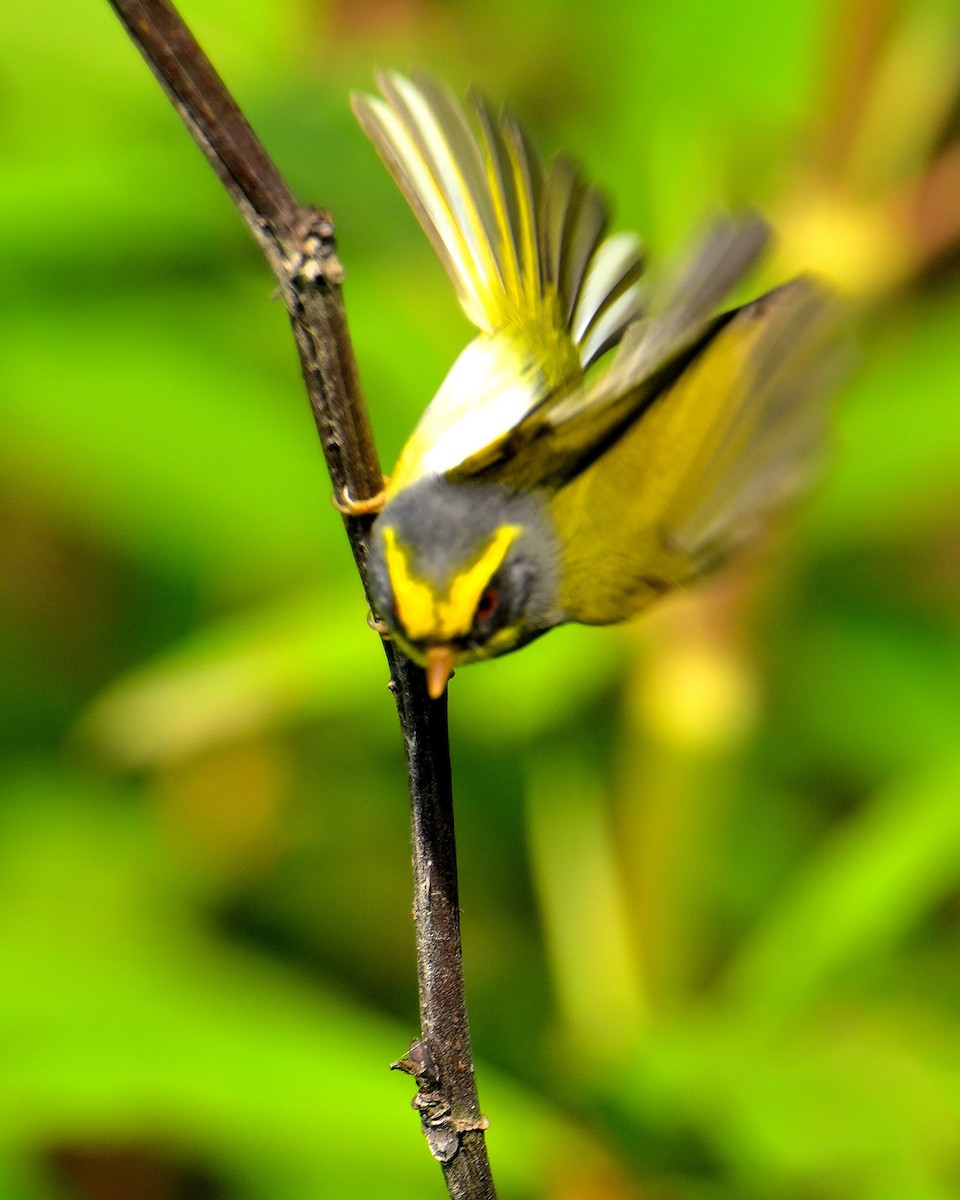 Black-faced Warbler - Rajesh Gopalan