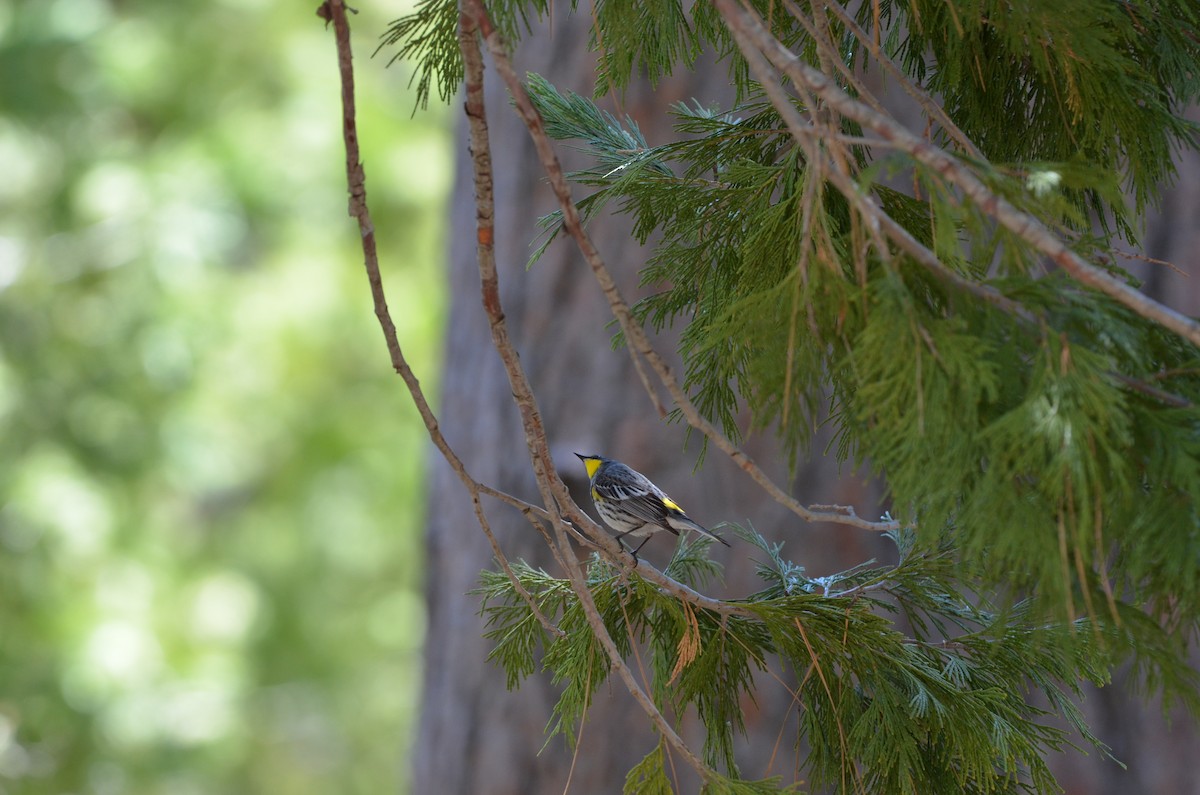 Yellow-rumped Warbler (Audubon's) - Andy Salinas