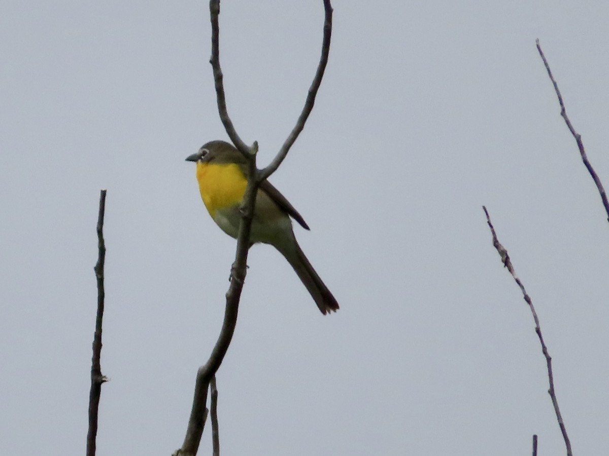 Yellow-breasted Chat - ML618872767