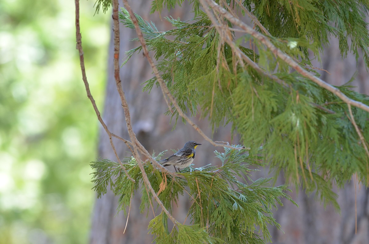 Yellow-rumped Warbler (Audubon's) - Andy Salinas