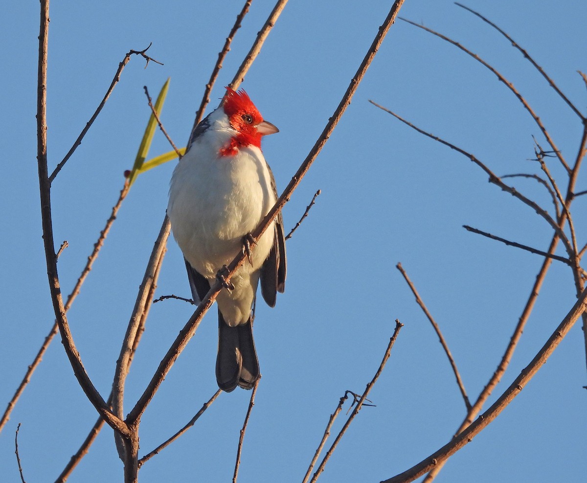 Red-crested Cardinal - Sebastian Otero