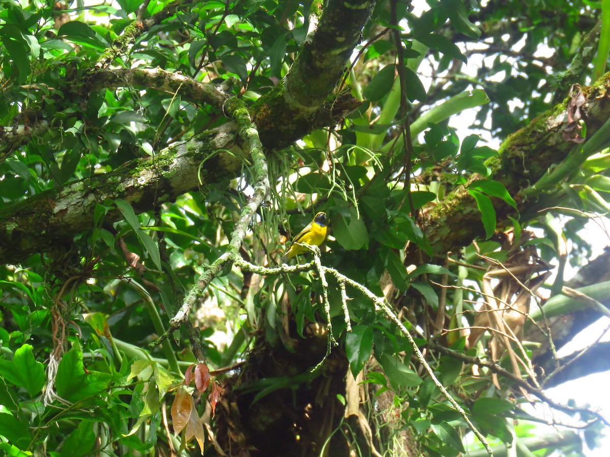 Yellow-crowned Euphonia - ML618872824