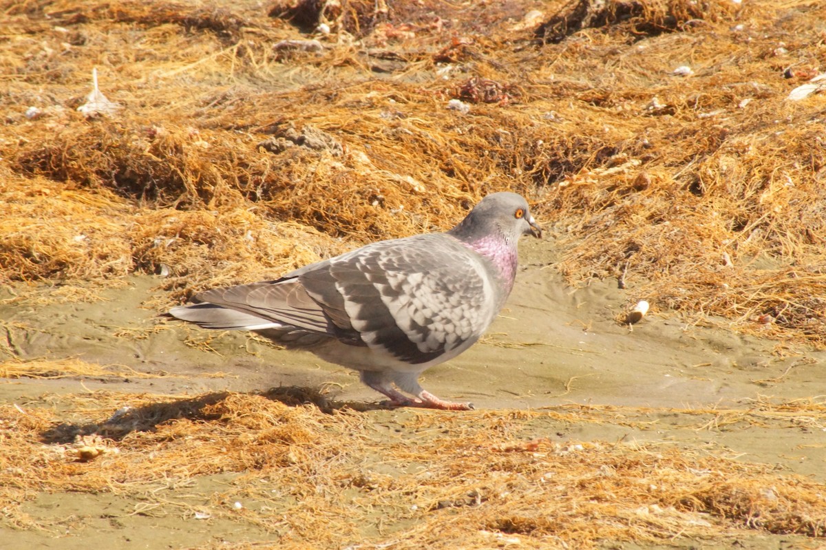 Rock Pigeon (Feral Pigeon) - ML618872838