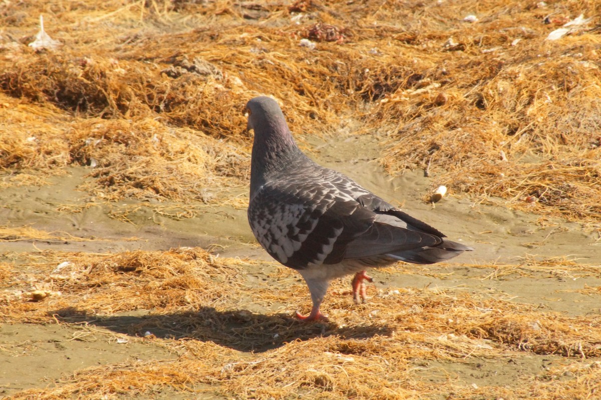 Rock Pigeon (Feral Pigeon) - ML618872839