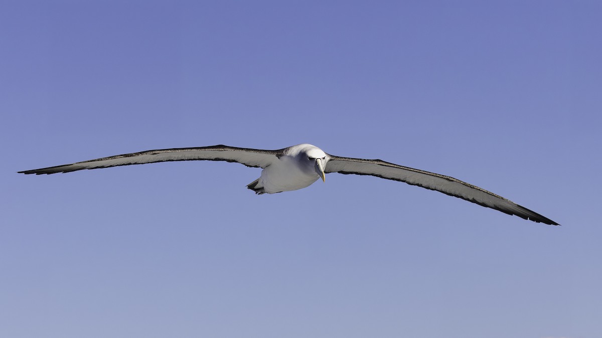 White-capped Albatross (steadi) - ML618872860