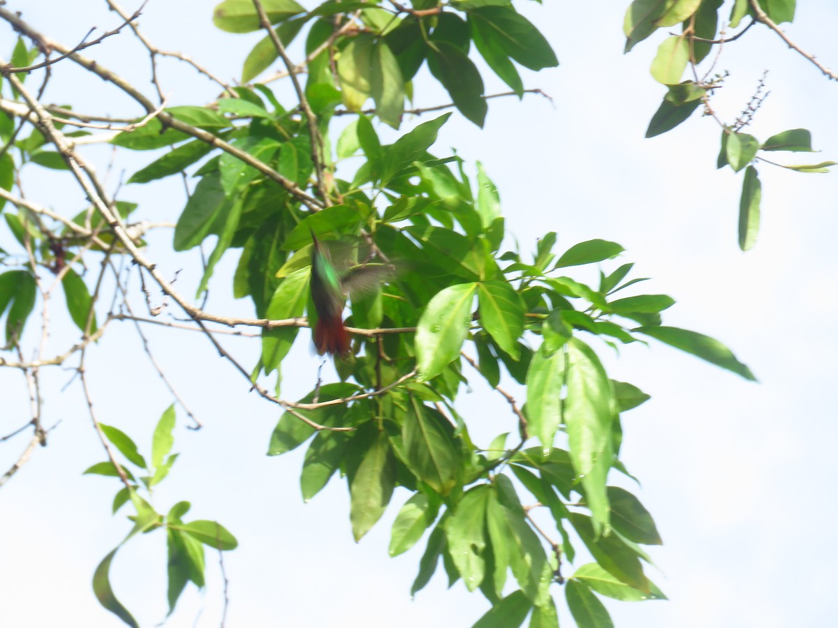 Rufous-tailed Hummingbird - Alanys M