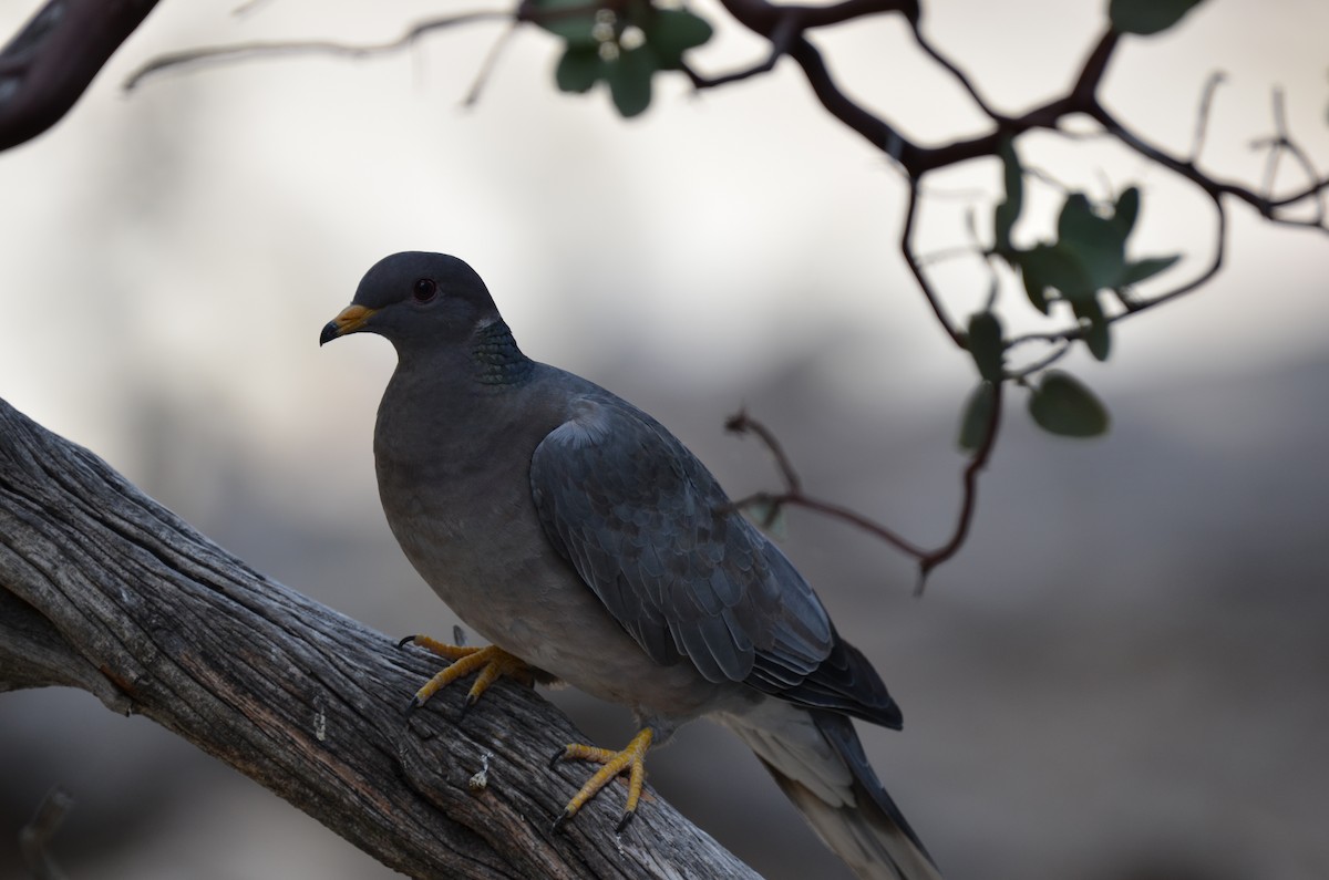 Band-tailed Pigeon - Andy Salinas