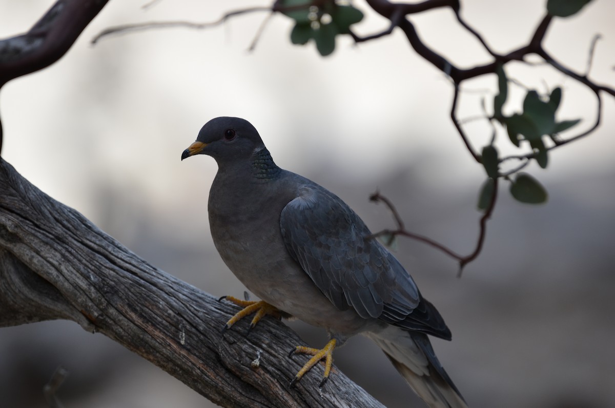 Band-tailed Pigeon - ML618872995