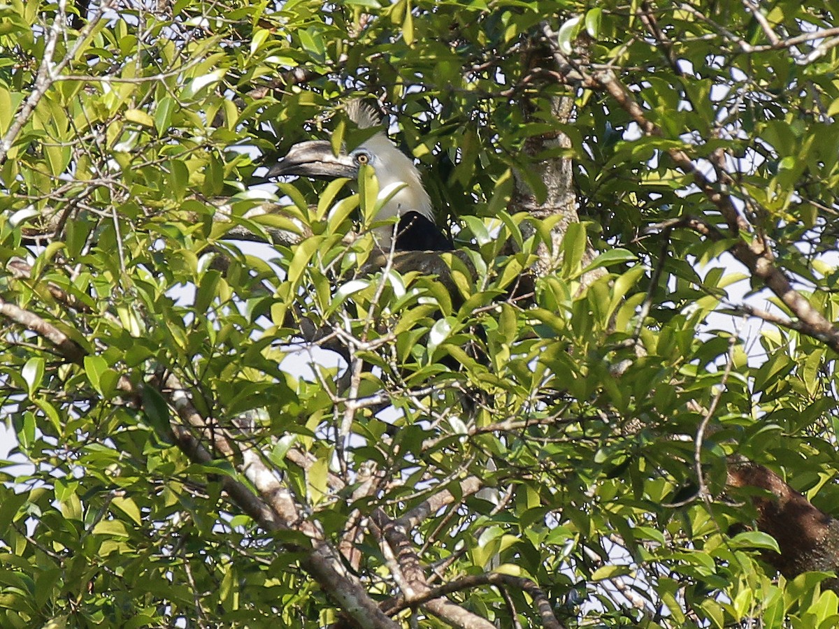 White-crowned Hornbill - ML618872999