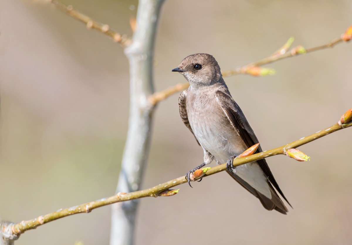 Northern Rough-winged Swallow - Nick Saunders