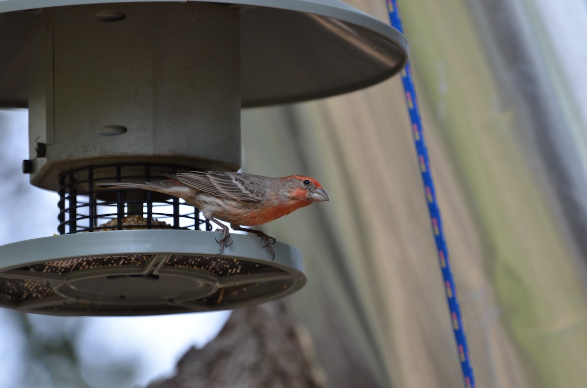 House Finch - Andy Salinas