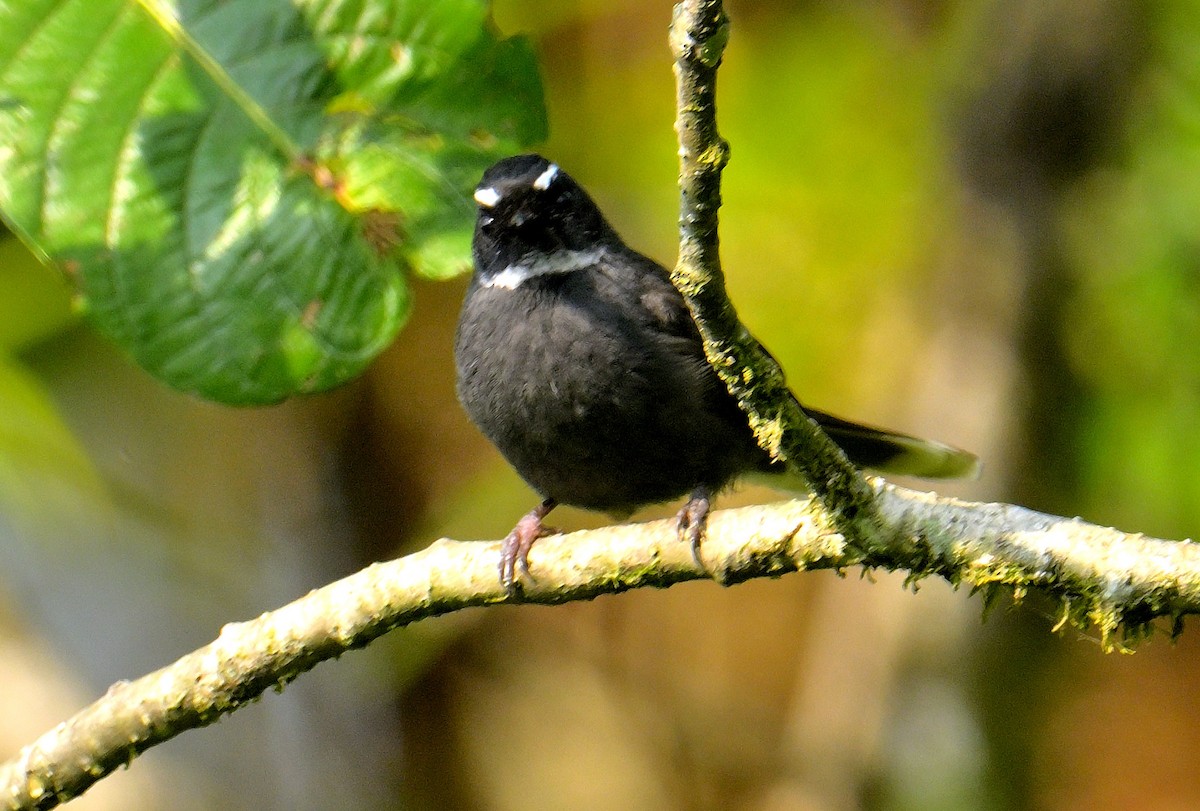 White-throated Fantail - ML618873015