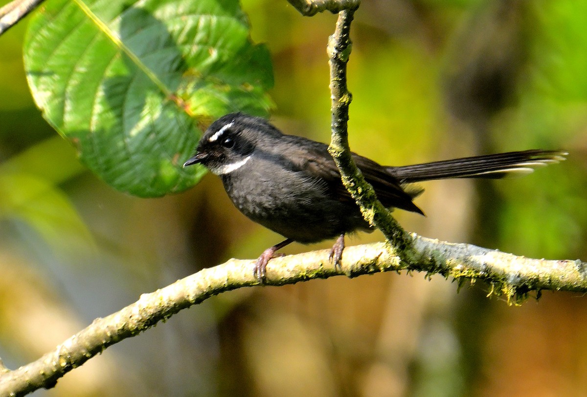 White-throated Fantail - ML618873016