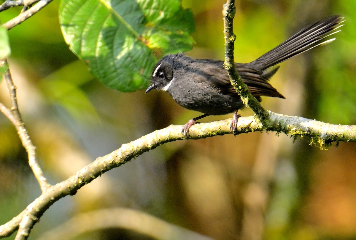White-throated Fantail - ML618873017
