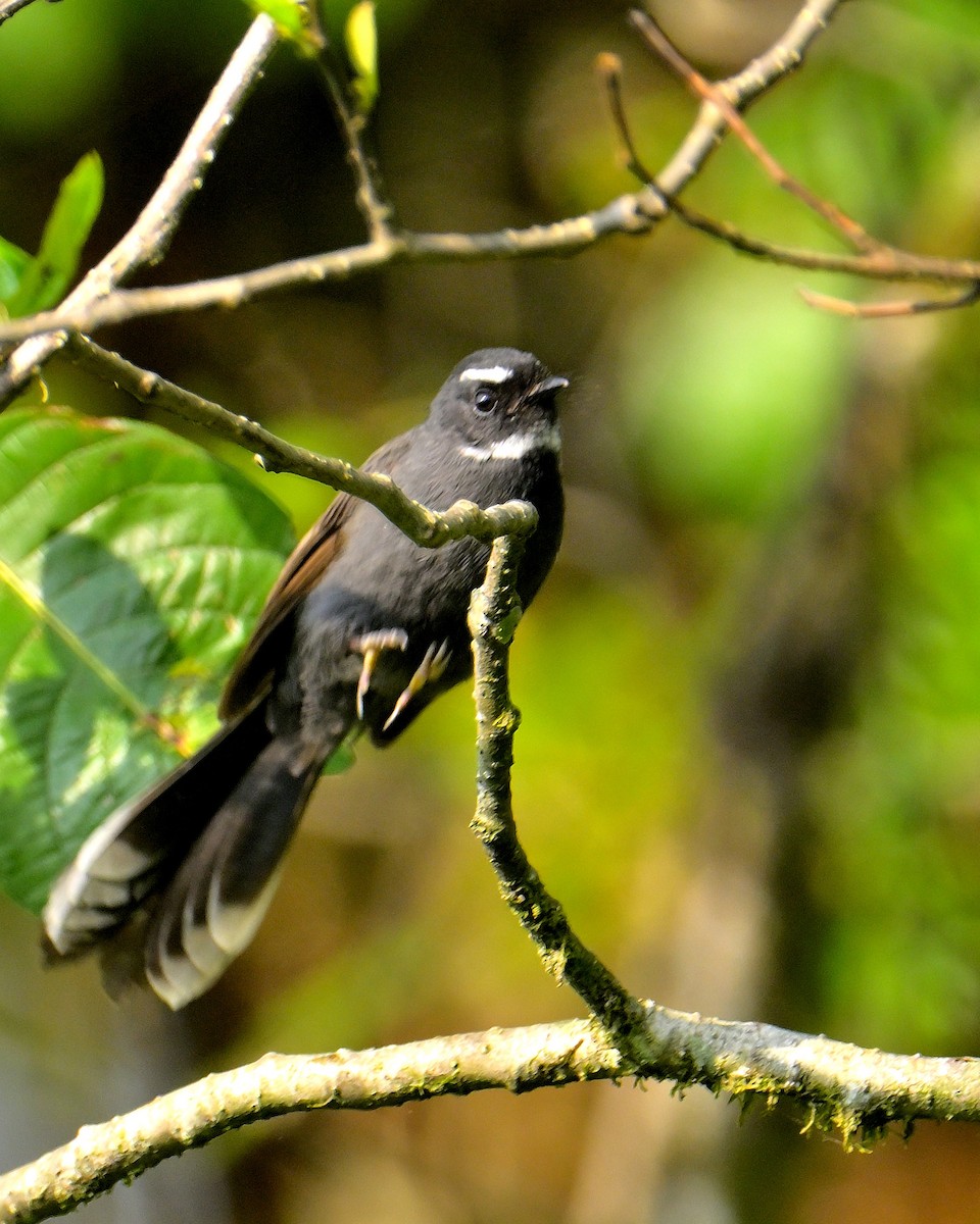 White-throated Fantail - ML618873018