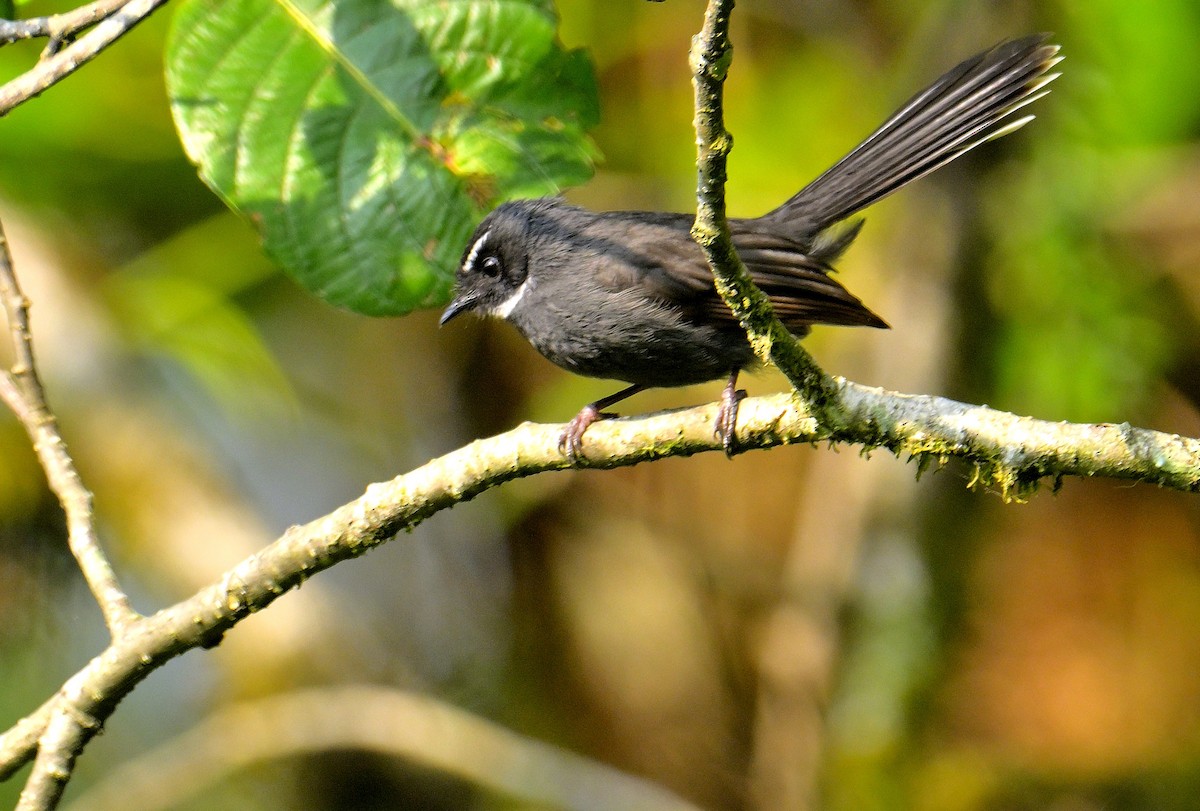White-throated Fantail - ML618873019