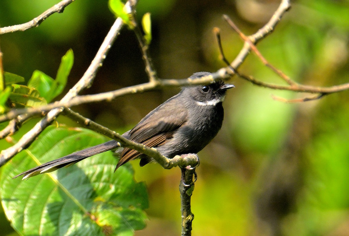 White-throated Fantail - ML618873020
