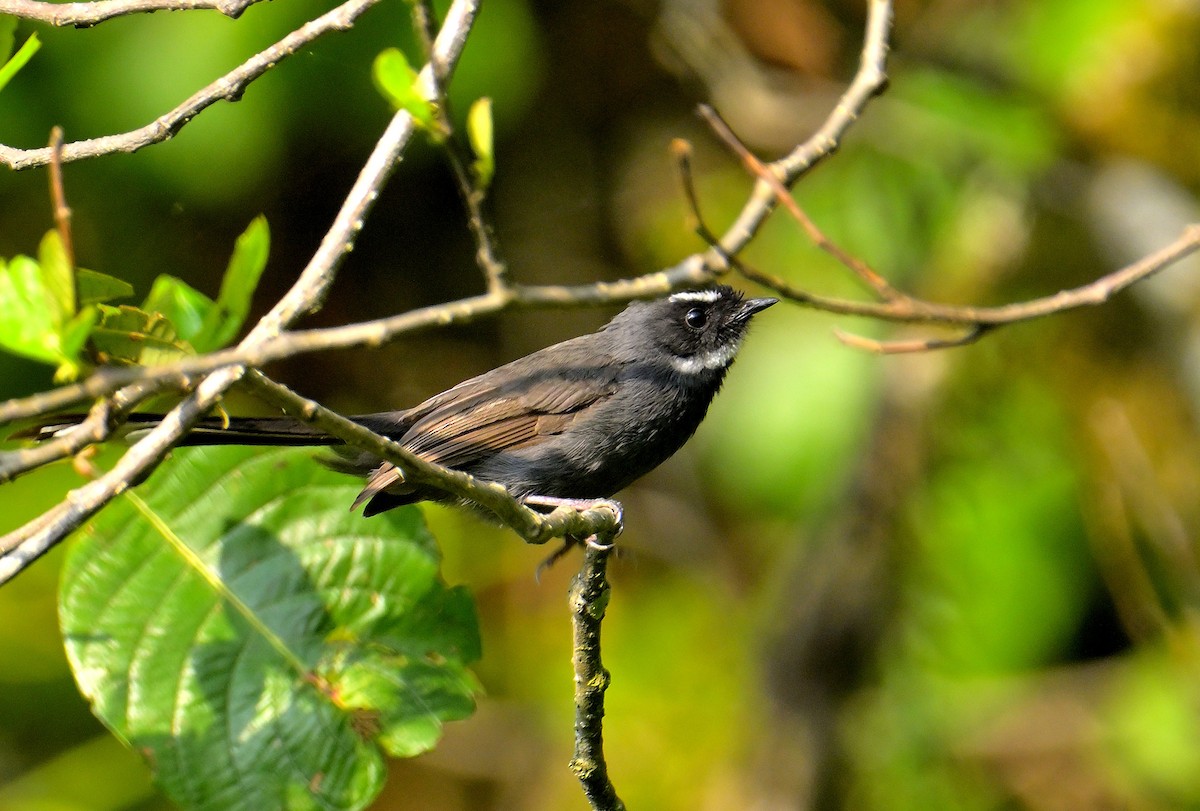 White-throated Fantail - ML618873021