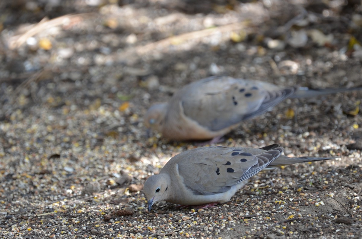 Mourning Dove - Andy Salinas