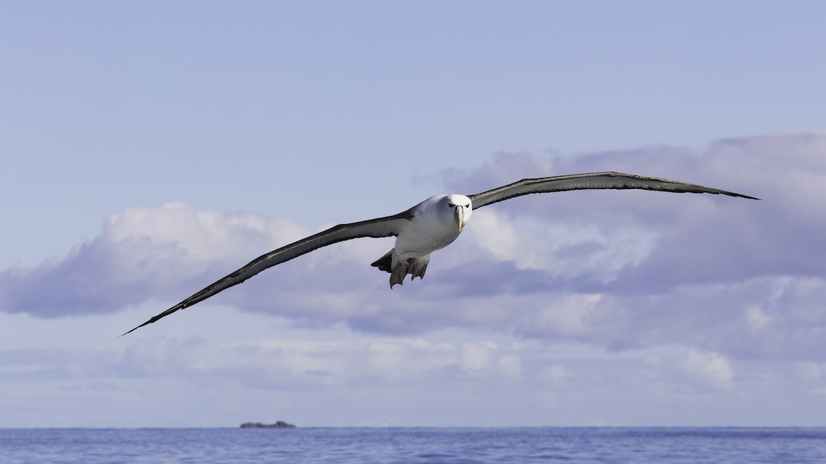 White-capped Albatross (steadi) - ML618873024