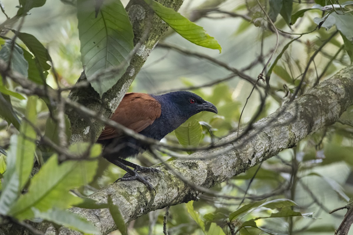 Greater Coucal - Goose Way