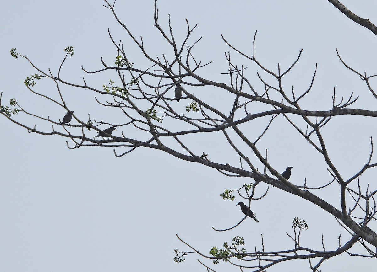 Asian Glossy Starling - Prabhudatta Bal