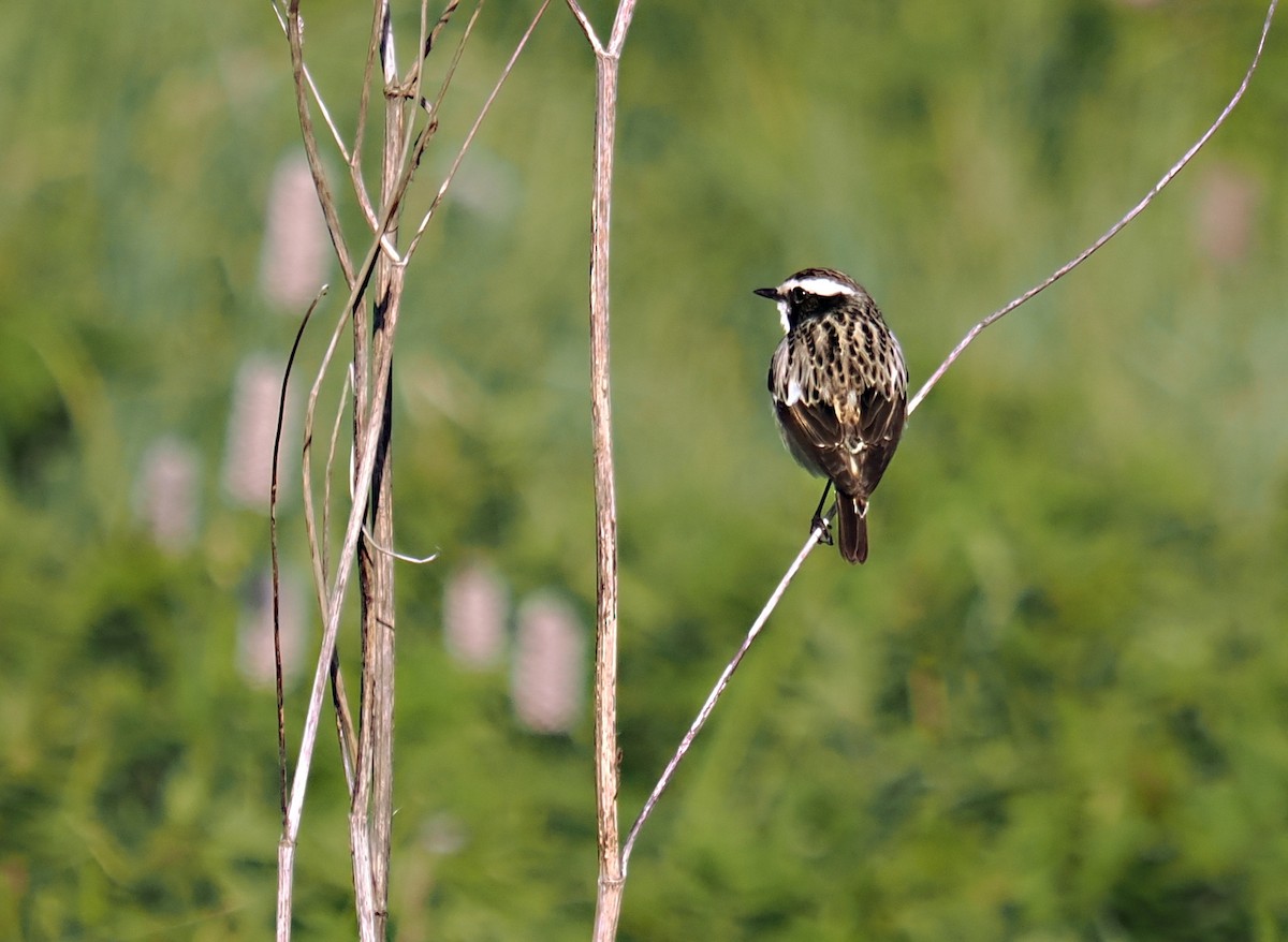 Whinchat - ML618873083