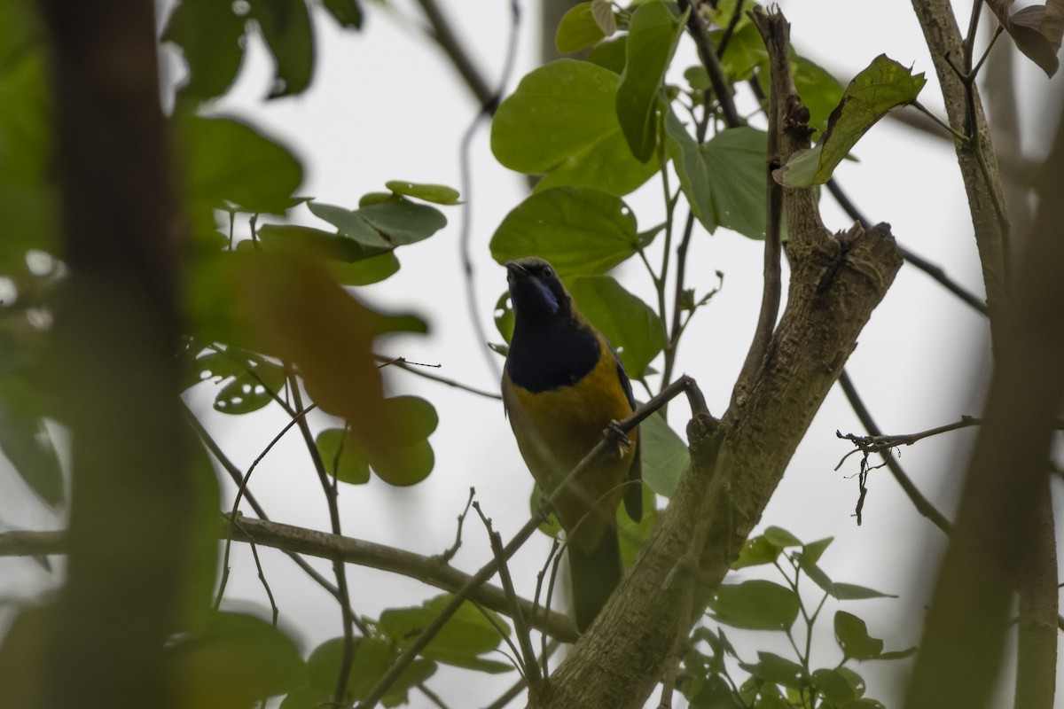Orange-bellied Leafbird - Goose Way