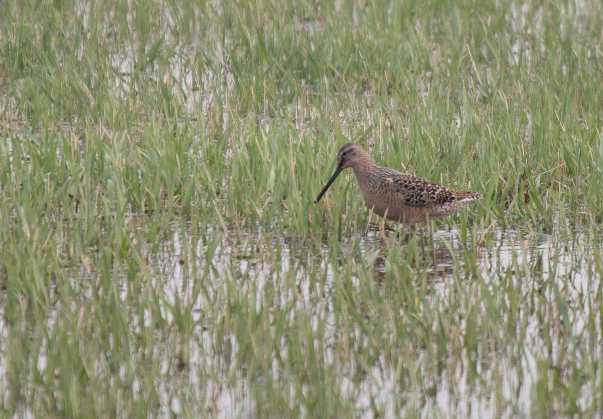 Long-billed Dowitcher - ML618873087