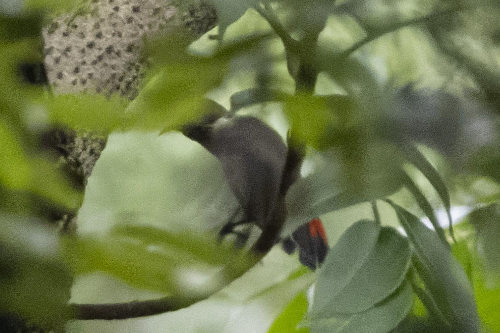 Scarlet-backed Flowerpecker - ML618873088