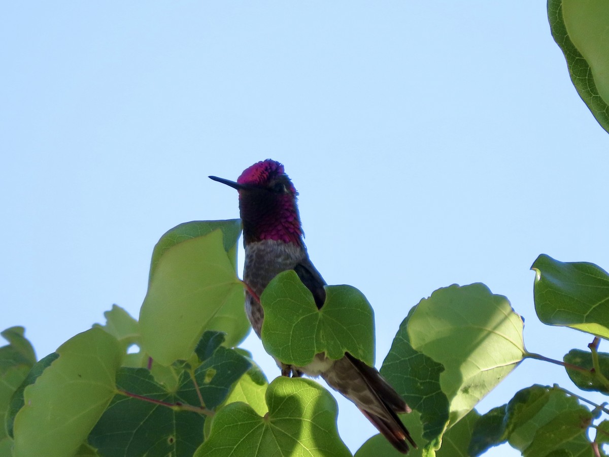 Anna's Hummingbird - ML618873113