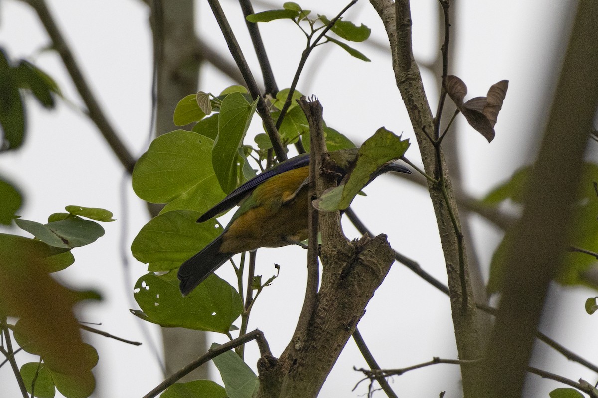 Orange-bellied Leafbird - ML618873117