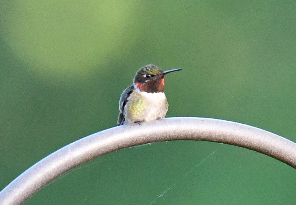 Ruby-throated Hummingbird - Elaine Thomas
