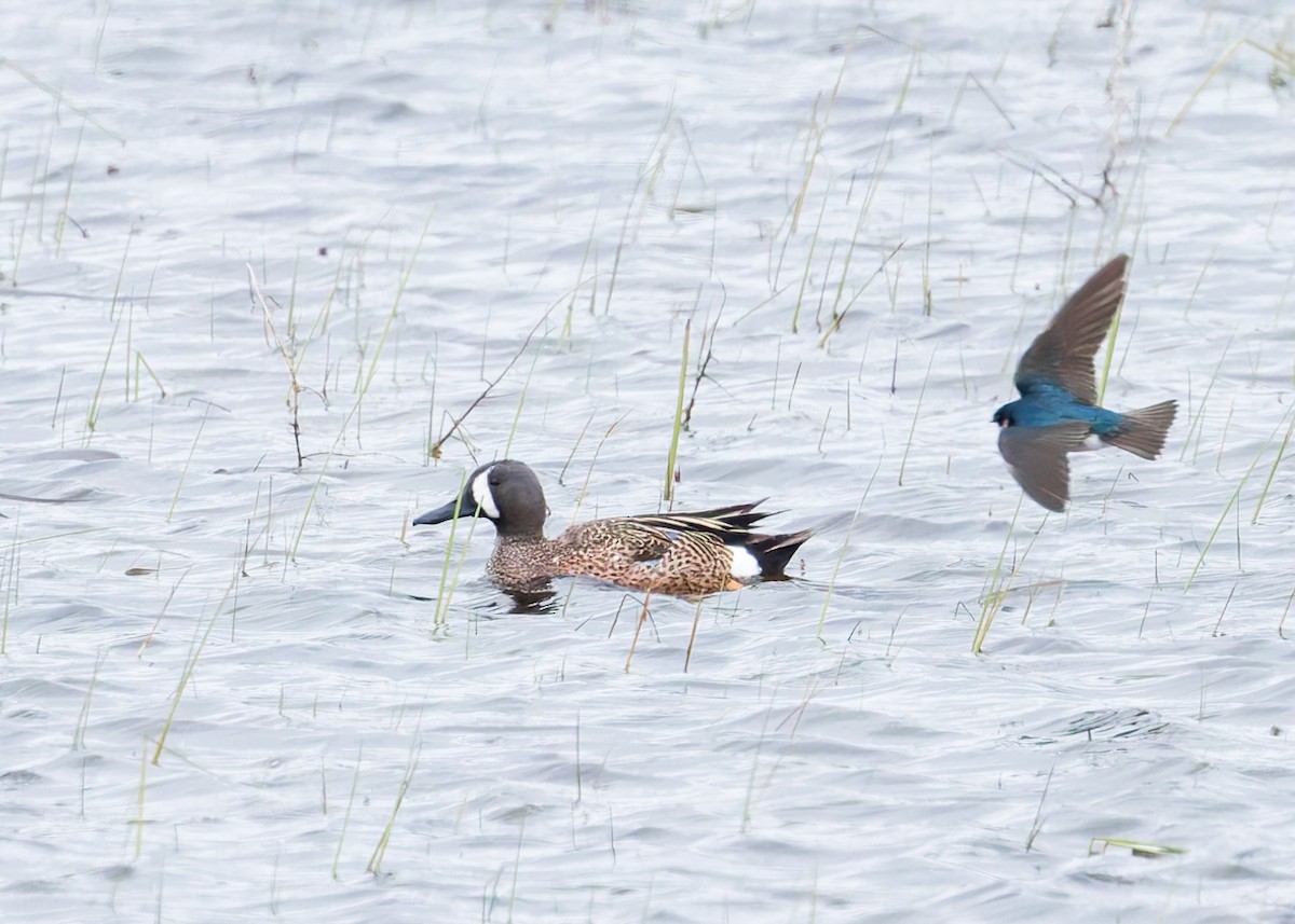 Blue-winged Teal - ML618873198