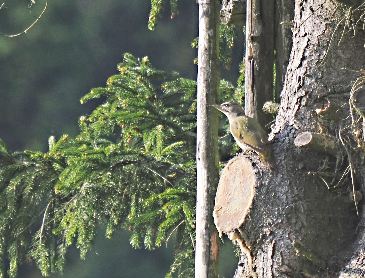 Gray-headed Woodpecker - František Kopecký