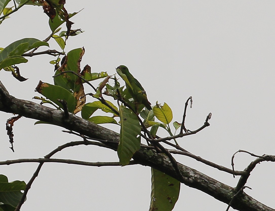Blue-crowned Hanging-Parrot - ML618873219