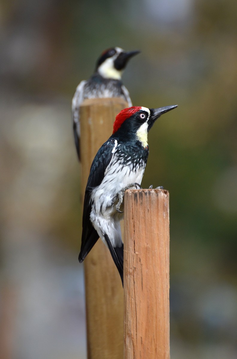 Acorn Woodpecker - Kevin Lapp