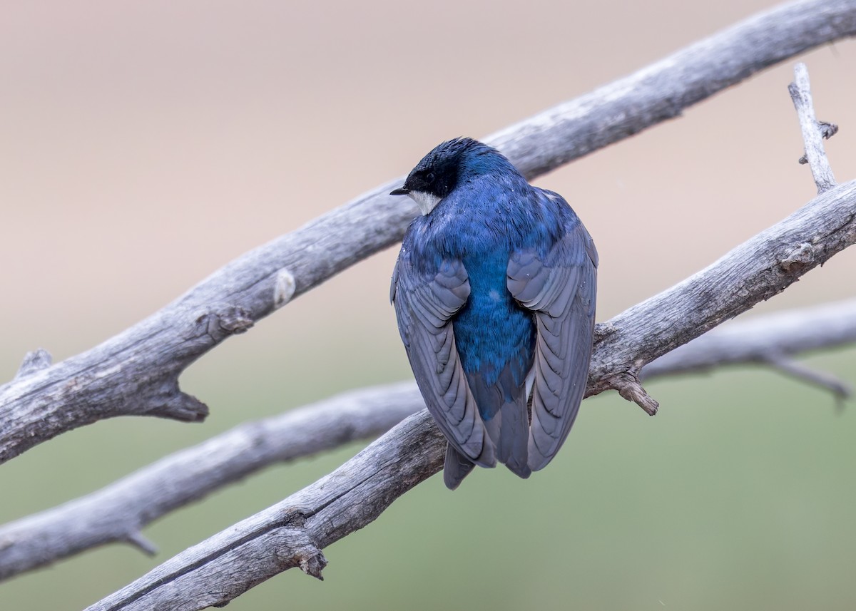 Tree Swallow - Verlee Sanburg