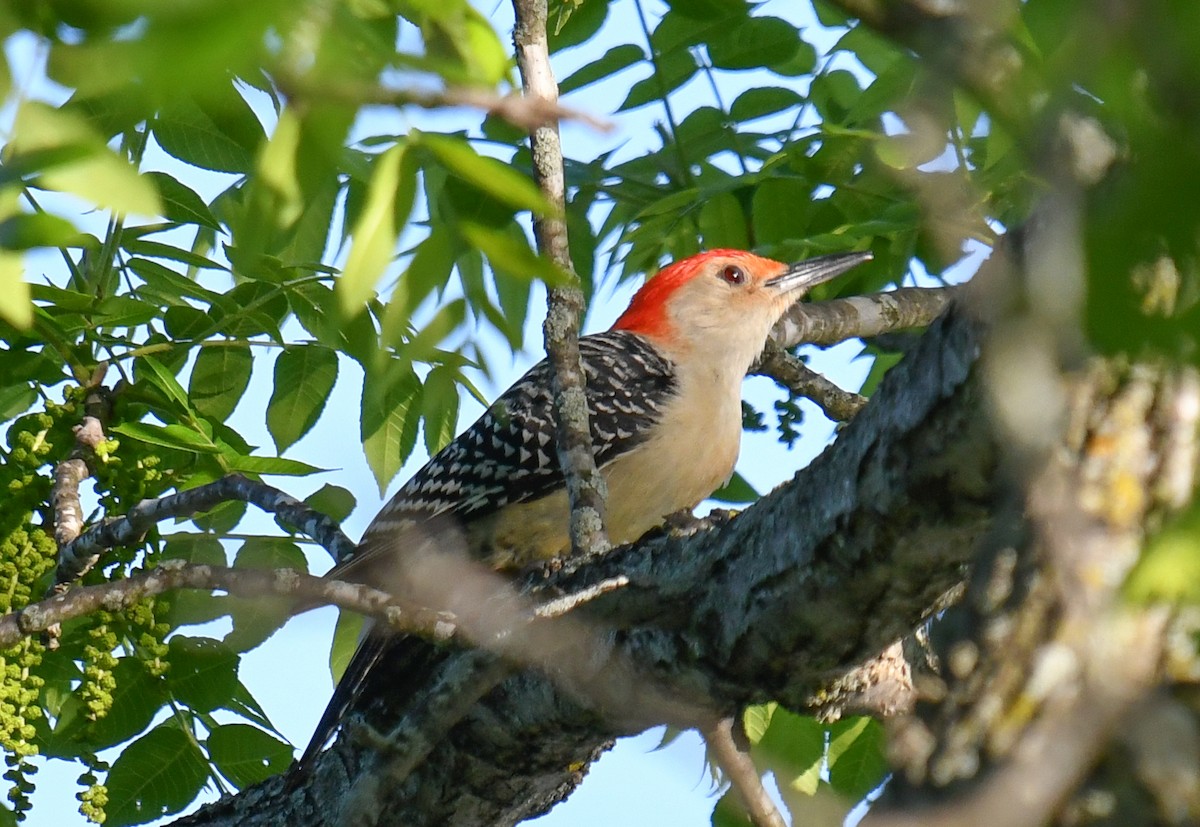 Red-bellied Woodpecker - Elaine Thomas