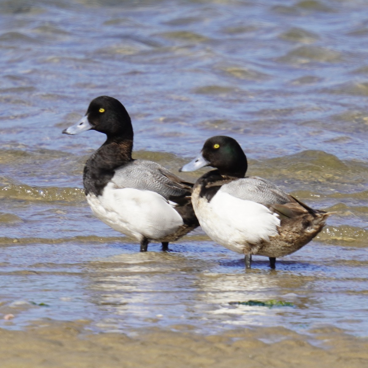 Greater Scaup - ML618873284