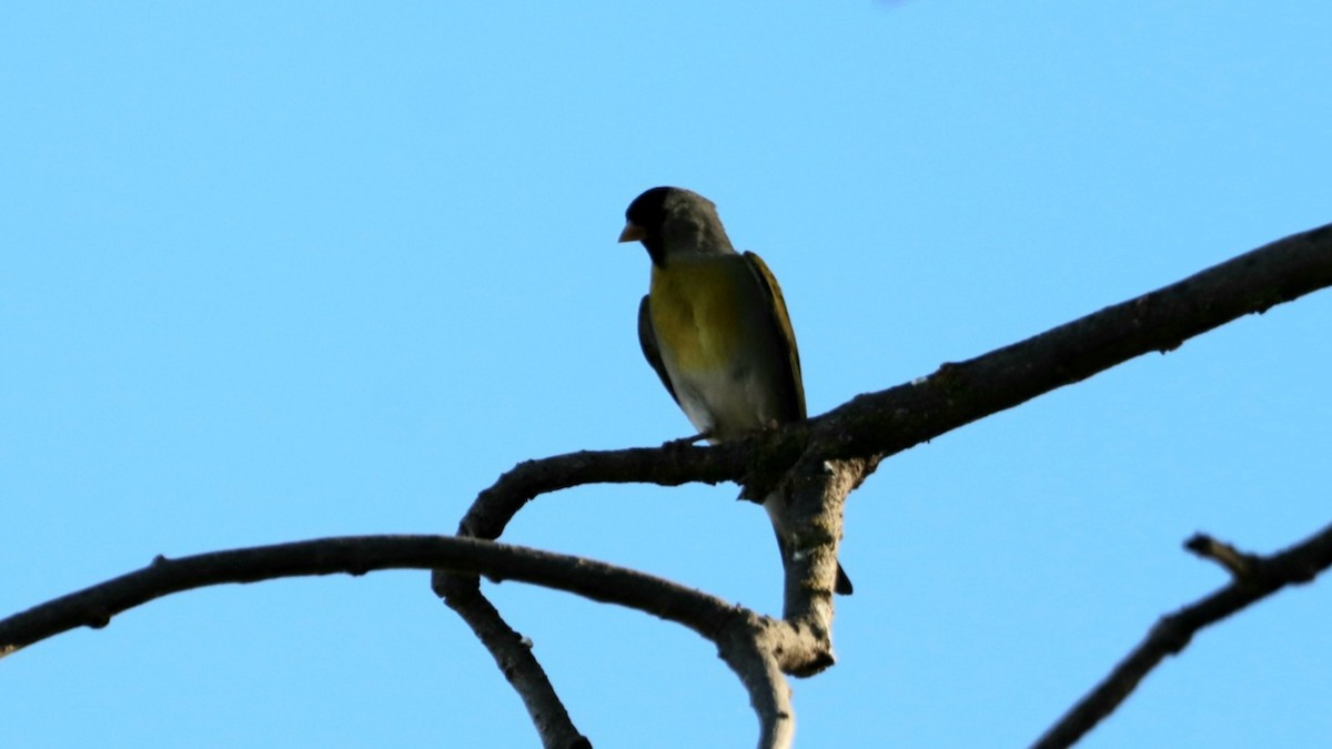 Lawrence's Goldfinch - ML618873296