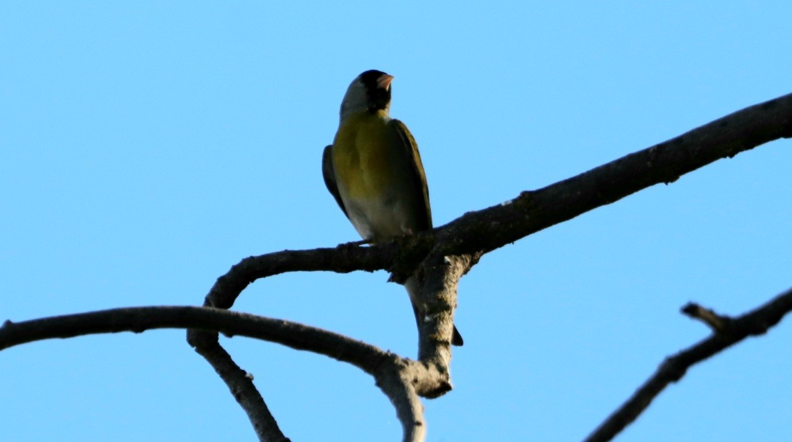 Lawrence's Goldfinch - ML618873297