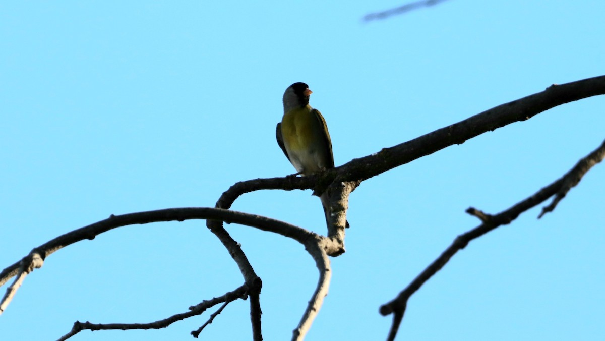 Lawrence's Goldfinch - ML618873298