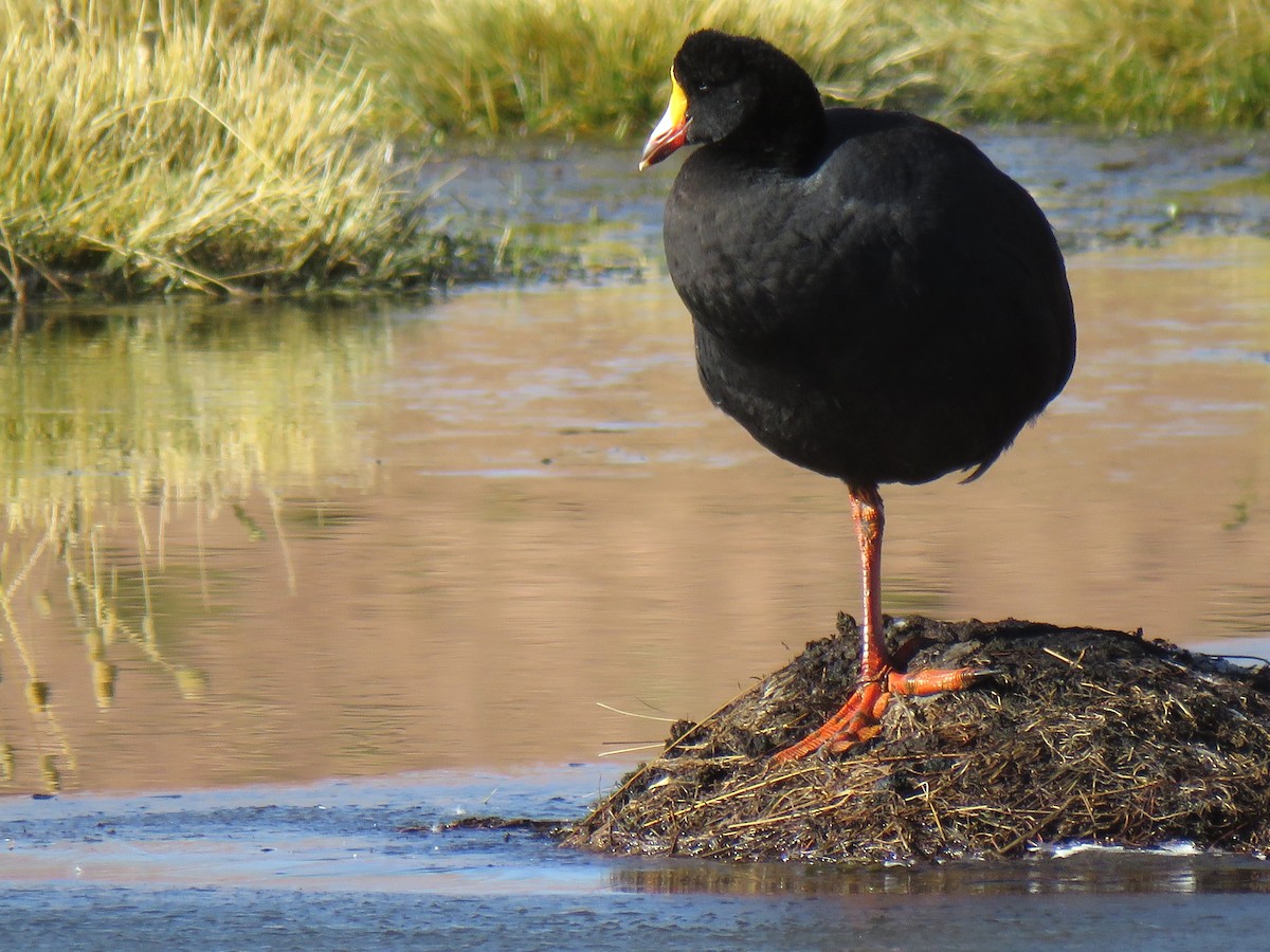 Giant Coot - ML618873318